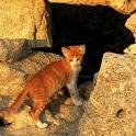 Mykonos Katzen (113)